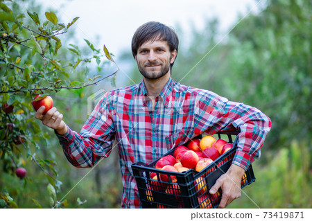 Picking apples. A man with a full basket of red apples in the garden. 73419871