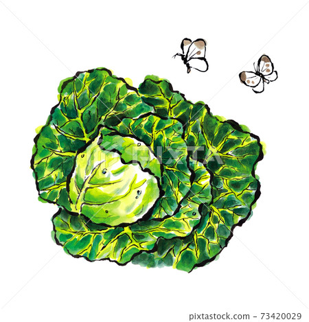 Illustration of picture letter style cabbage - Stock Illustration ...