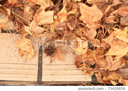 Dead leaves and sweetgum fruit (sepia toning color) Dead leaves and sweetgum fruit (sepia toning color) 73420039