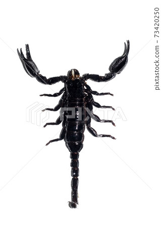 Black scorpion, isolate on a white background 73420250