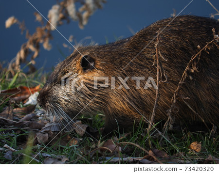 Nutria eating weeds Nutria eating weeds 73420320