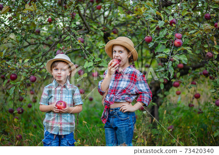 Portrait of a brother and sister in the garden with red apples. Portrait of a brother and sister in the garden with red apples. 73420340