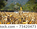 Closeup of Cob Corn in Field or Garden. 73420473
