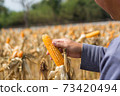 Closeup Ripe feed Corn Cob Hold in Hand of Farmer or Cultivator in Dry Corn Field 73420494