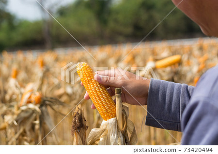 Closeup Ripe feed Corn Cob Hold in Hand of Farmer or Cultivator in Dry Corn Field Closeup Ripe feed Corn Cob Hold in Hand of Farmer or Cultivator in Dry Corn Field 73420494