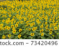 Sunflower field nature scene background 73420496