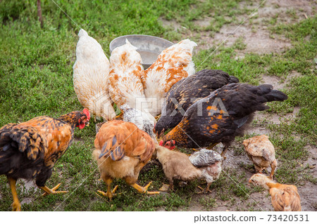 Adult hens, roosters, turkeys, teenage chickens on the farm graze in the grass and peck fodder. Adult hens, roosters, turkeys, teenage chickens on the farm graze in the grass and peck fodder. 73420531