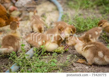 A group of young ducklings, teenage chickens in the farmyard pecking food. A group of young ducklings, teenage chickens in the farmyard pecking food. 73420773