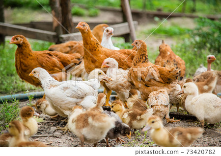 A group of young ducklings, teenage chickens in the farmyard pecking food. A group of young ducklings, teenage chickens in the farmyard pecking food. 73420782