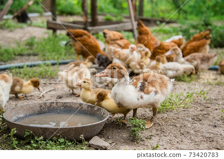 A group of young ducklings, teenage chickens in the farmyard pecking food. A group of young ducklings, teenage chickens in the farmyard pecking food. 73420783