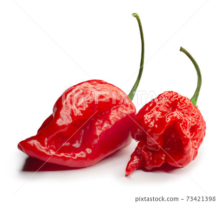 Carolina Reaper, the hottest chile pepper Capsicum chinense, whole ripe pod, isolated on white background. Superhot or extremely hot chile pepper 73421398