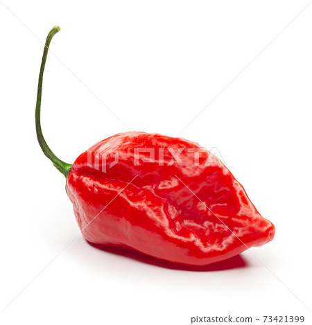 Carolina Reaper, the hottest chile pepper Capsicum chinense, whole ripe pod, isolated on white background. Superhot or extremely hot chile pepper 73421399