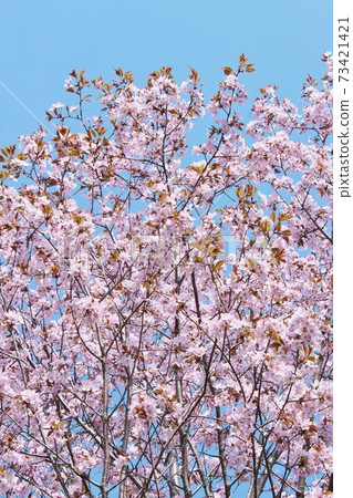 櫻花 櫻花 73421421