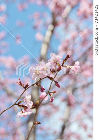 櫻花 櫻花 73421425