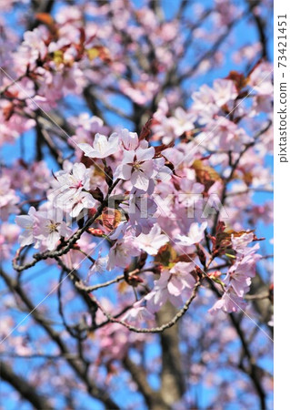 Cherry Blossom	 Cherry Blossom	 73421451