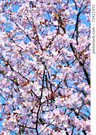 Cherry Blossom	 Cherry Blossom	 73421452