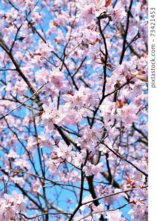 Cherry Blossom	 Cherry Blossom	 73421453