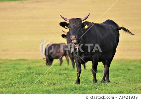 Japanese beef 73421939