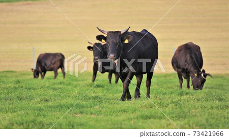 Japanese beef 73421966