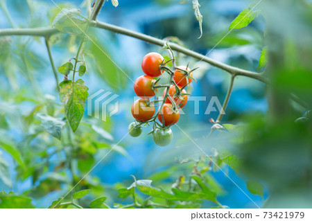 在家庭菜園的微型蕃茄 73421979