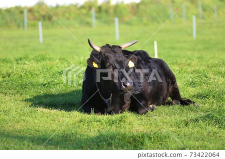 Japanese beef Japanese beef 73422064