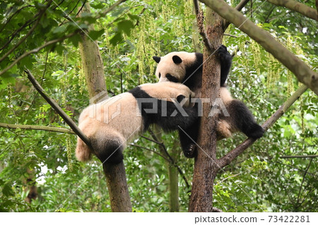 Panda playing on a tree 73422281