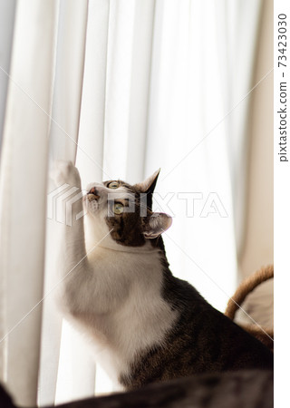 Kijitora cat with claws on the curtain 73423030