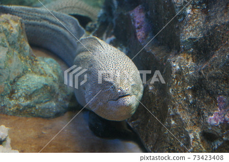 水族館海鰻 73423408