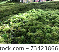 Moss garden 73423866