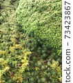 Moss garden 73423867