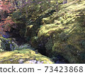 Moss garden 73423868