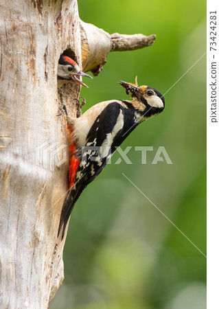 Great spotted woodpecker climbing a tree with nest hole a feeding little chick 73424281
