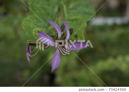 Bees sucking nectar from tropical flowers 73424309