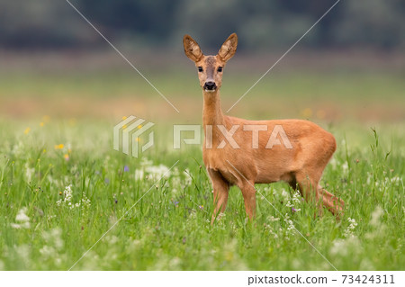 Roe deer doe looking to the camera on grass in summer Roe deer doe looking to the camera on grass in summer 73424311