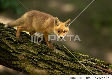 Young red fox walking on tree in summertime nature Young red fox walking on tree in summertime nature 73424313