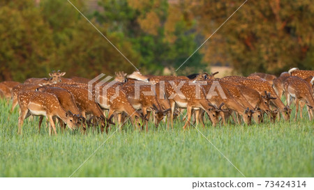 Fallow deer herd feeding on pasture in spring nature Fallow deer herd feeding on pasture in spring nature 73424314