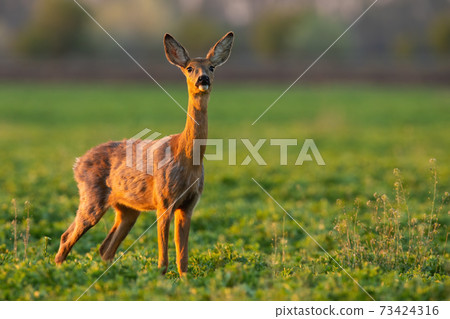 Roe deer doe looking on green glade in spring sunlight Roe deer doe looking on green glade in spring sunlight 73424316