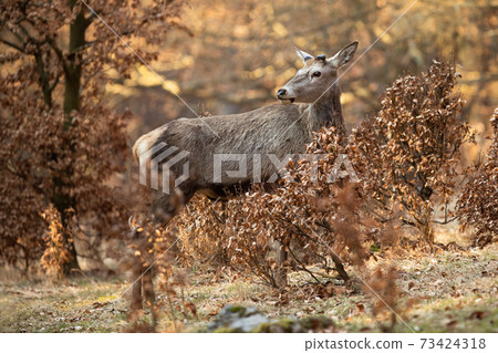 Red deer stag with new antlers covered in velvet hiding between bushes 73424318