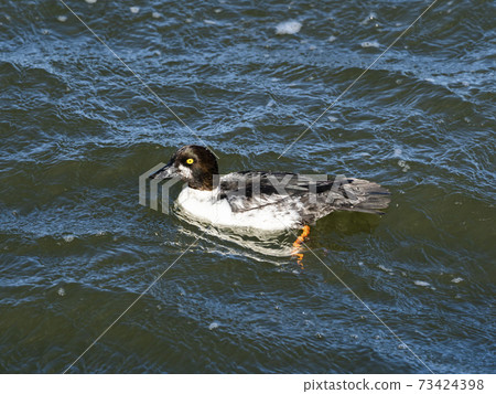 Common Goldeneye Male 73424398