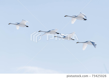 Swan flying against the blue sky Swan flying against the blue sky 73425026