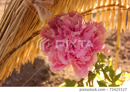 Winter peony of Ueno Toshogu Botanen named "Seidai" Winter peony of Ueno Toshogu Botanen named "Seidai" 73425527