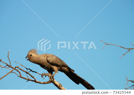 Grey Go-away Bird in a tree 73425544