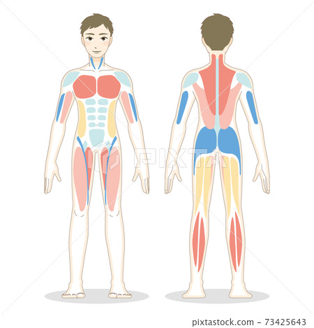 Illustration of male whole body muscles seen from front and back 73425643