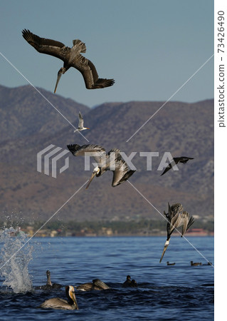 Brown pelican to dive Brown pelican to dive 73426490