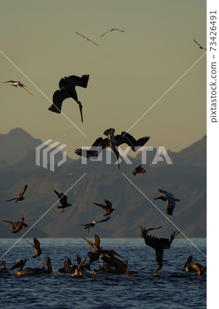 Brown pelican to dive 73426491