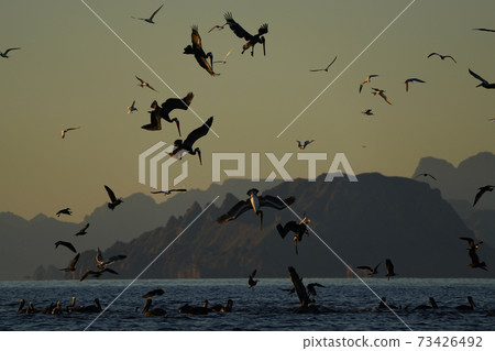 Brown pelican to dive 73426492