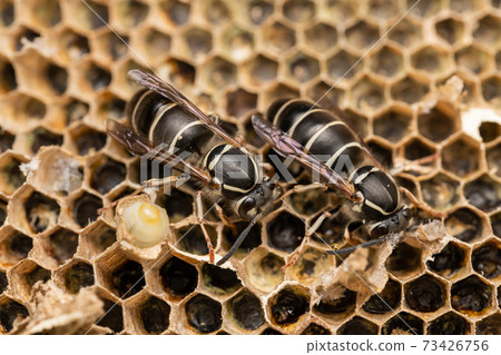 Cross-hornet nest extermination new queen 73426756