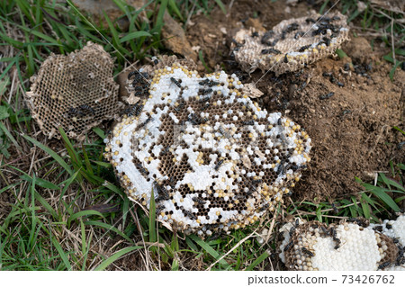 Cross-hornet nest extermination honeycomb 73426762