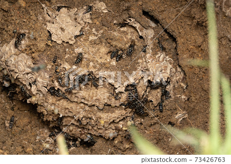 越過蜂巢消滅巢挖1 73426763