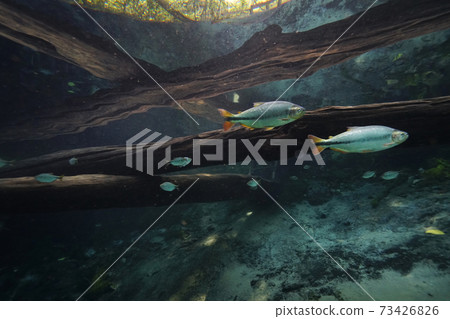 Pantanal Piraptanga 73426826